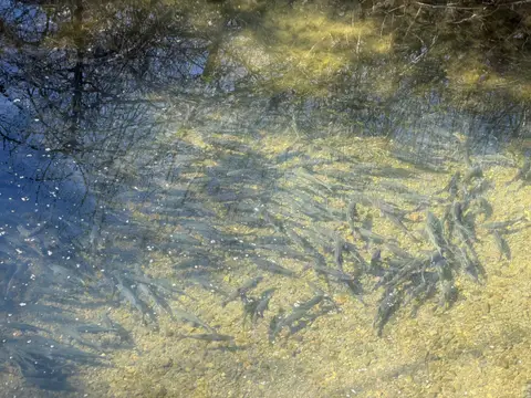 Adobe Creek, South shore, Big Valley