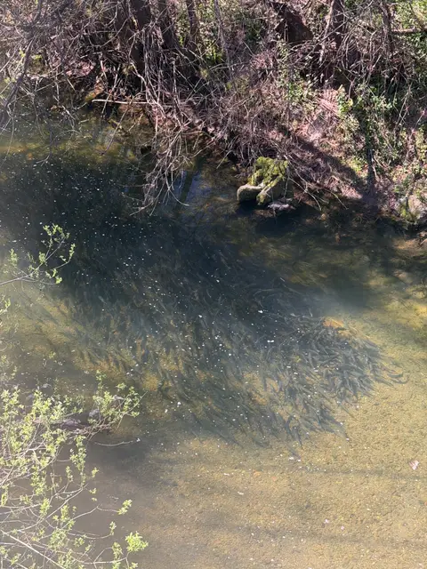 Hitch in Adobe Creek 2 — 3/16/26