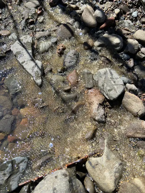 Egg Desiccation Adobe Creek — 4/10/23