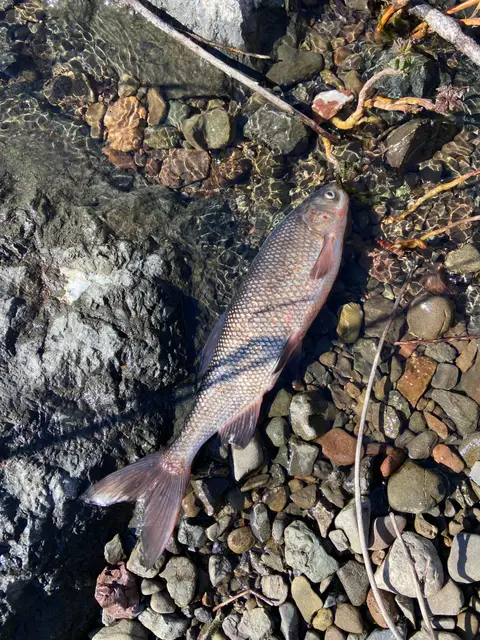 Low Flows and Creek Side Channel Disconnections… — 4/12/23