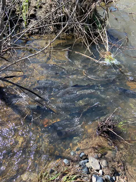 Hitch in Cole Creek — 3/16/23