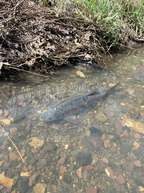 Hitch Swimming Out of Cole Creek Getting… — 3/23/23