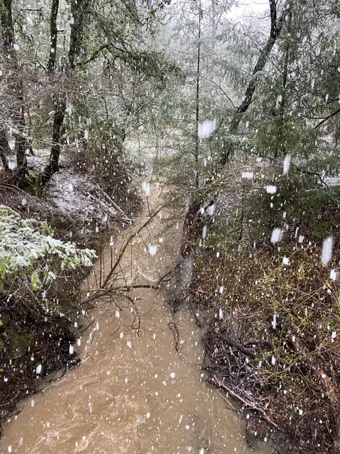 Upper Reach of Cole Creek at Bottlerock Road — Upper reach · 3/28/23