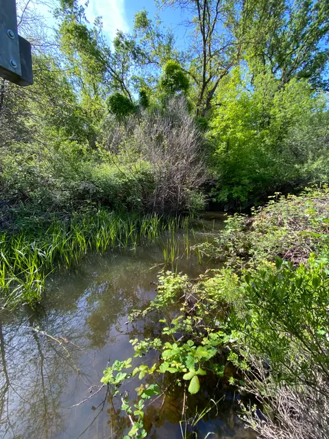 Lower Reach Cole Creek at Soda Bay Road — Lower reach · 5/9/23