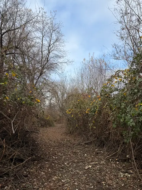 Cole Creek Post CCC Stream Clearing Restoration — 12/18/25