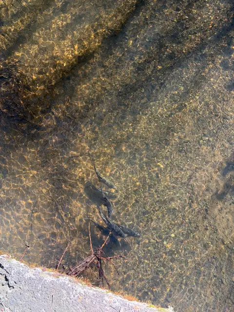 Hitch in Hendricks Creek at Scotts Valley Road… — Lower reach · 5/5/26