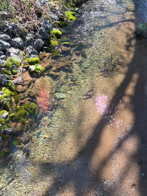 Hitch in Hendricks Creek at Hendricks Road… — Upstream reach · 3/5/26