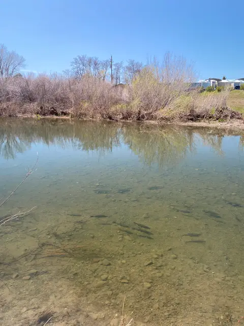 Hitch and Suckers in Kelsey Creek at Merritt Rd — 4/13/23