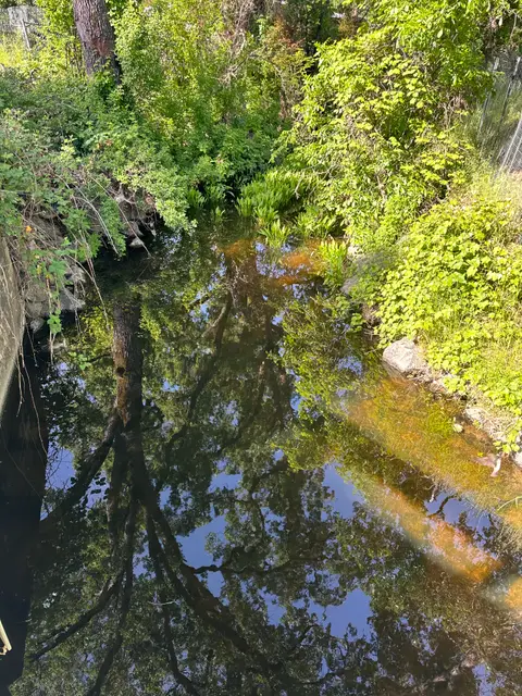 Lyons Creek, NW shore, Upper Arm