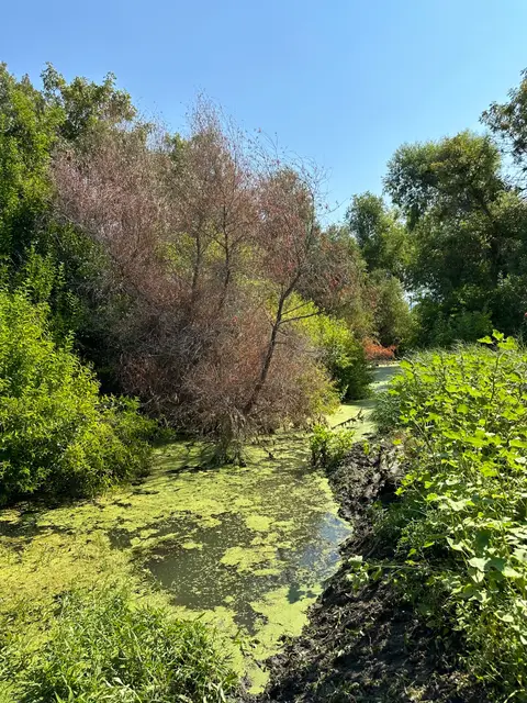 Lyons Creek Downstream Reach at Lafferty Road… — Downstream reach · 8/29/24