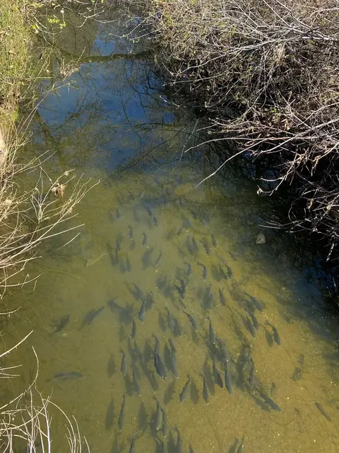 Hitch in Manning Creek at Soda Bay Road (lower… — Lower reach · 4/10/2023
