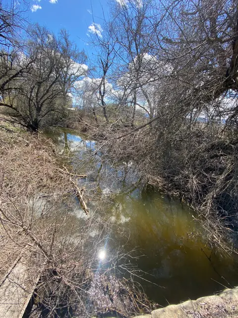 McGaugh Slough, South shore, between Manning & Adobe