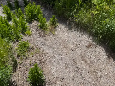 Mcgaugh Slough at Big Valley Road, Dry Creek Bed — Upstream · 4/24/26