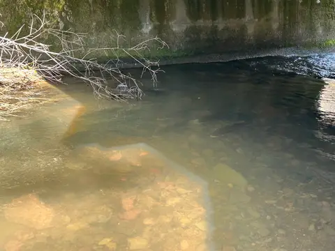 Sacramento Suckers at Perini Creek at Perini Road — 2/20/25