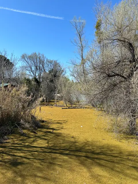 Downstream Reach into the Clearlake Oak Keys at… — Downstream reach · 3/26/24