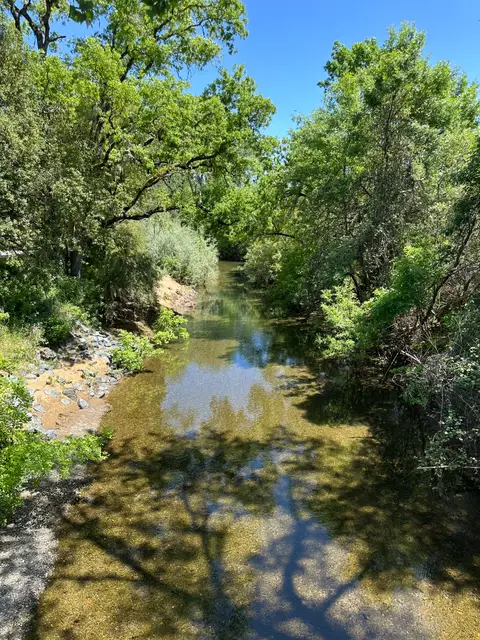 Scotts Creek, N shore, Rodman Slough, largest stream