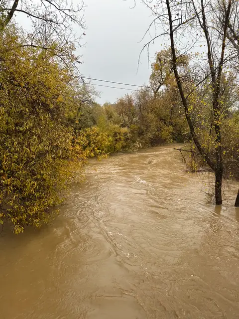 Scotts Creek Lower Reach at Eickhoff Road… — Lower reach · 11/22/24