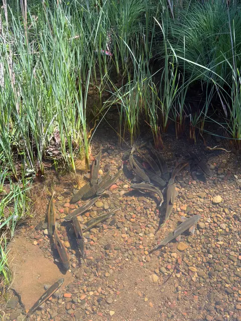 Sacramento Suckers in Seigler Canyon Creek at… — Upstream reach · 4/17/26