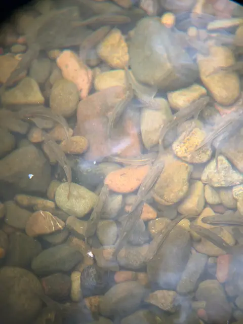 California Roach on Seigler Canyon Creek at… — Upstream reach · 4/10/26
