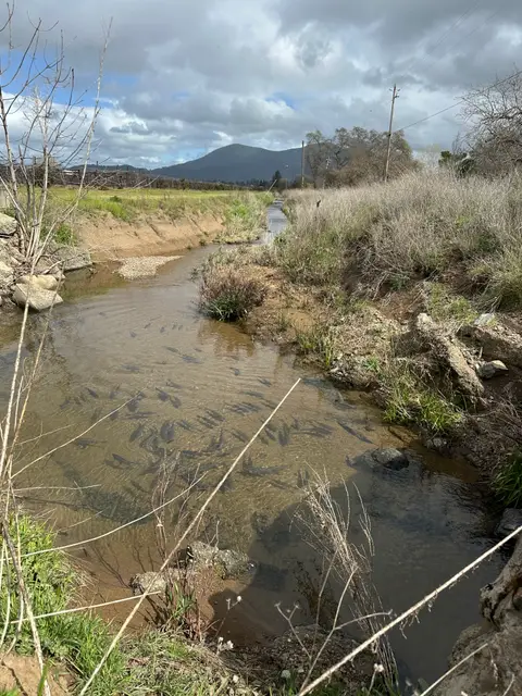 Thompson Creek Hitch — Downstream · 3/27/25