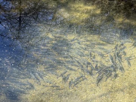Dense school of hitch spawners visible through clear water over gravel substrate in Adobe Creek