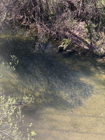 Adobe Creek WFD survey site with wooden monitoring frame in foreground and creek running upstream