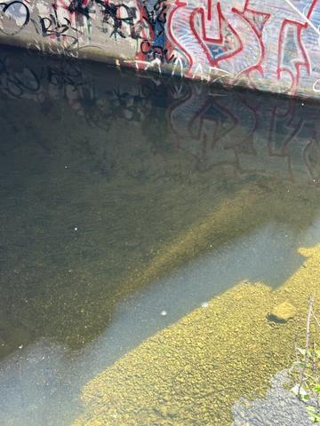 Clear water over gravel spawning substrate at Burns Valley Creek