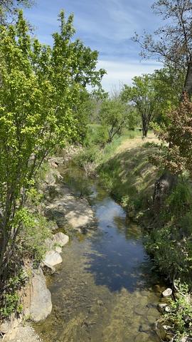 Burns Valley Creek upstream reach with clear water and spring canopy