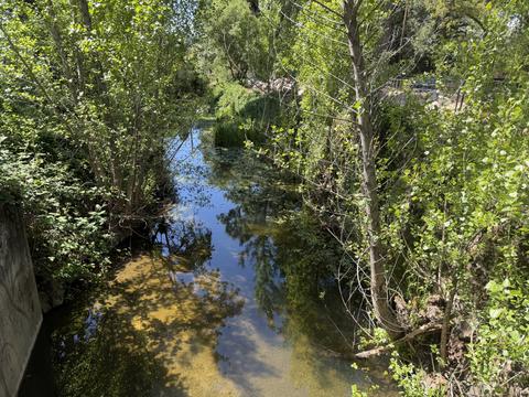 Burns Valley Creek at WPD survey site, summer canopy