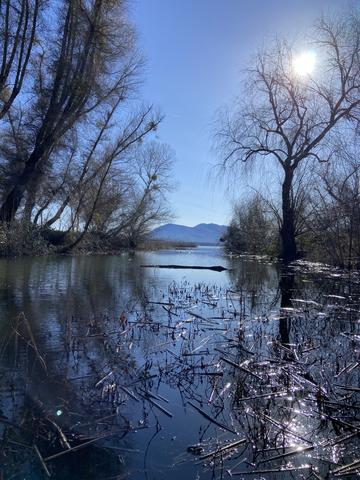 Forbes Creek mouth entering Clear Lake, willow trees and mountains