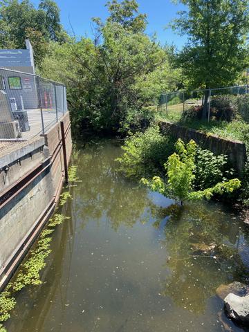 Forbes Creek downstream reach, summer low flow with vegetation