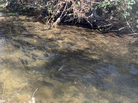 Dense school of hitch spawning in Forbes Creek